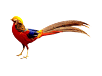 boris-pheasant-photo-_1